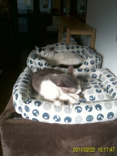 20110228ネコのいるカフェ3.jpg